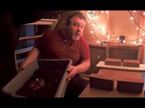Tear down & feed the Tiny Pumpkin worm bin after time-lapse - vermicomposting
