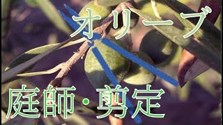 【植木・剪定】　オリーブ編