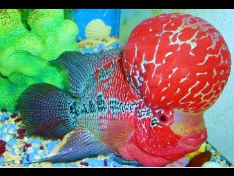 Top 10 Most Beautiful Fishes In The World- Pet And Aquarium