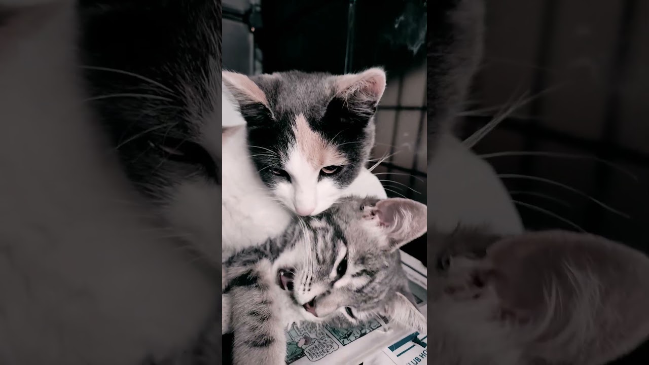 Lola, a Adoptable mixed breed in Mt View, CA video 6/6