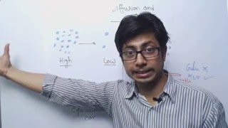 Diffusion and Osmosis Diffusion and Osmosis