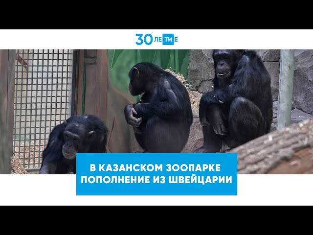 В казанский зоопарк «Река Замбези» из Швейцарии привезли шесть шимпанзе