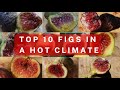 Top 10 Figs - Hot Desert Climate