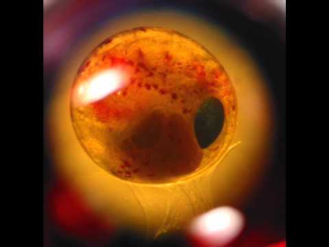 Nikad Vise Embrio - Prava pesma