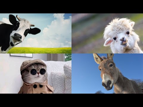 Háziállatok gyerekeknek. Tanuljuk meg a háziállatokat. Fejlesztő videó gyerekeknek #cats #pets