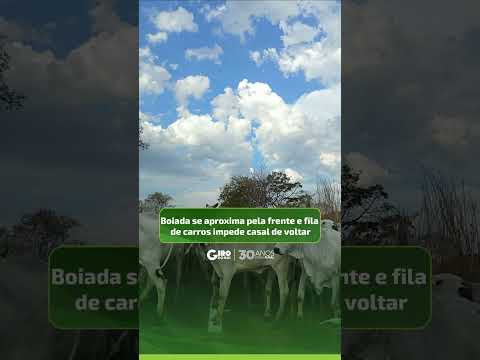 Um casal estava voltando para casa quando se deparou com uma boiada na GO-230, entre Padre Bernardo