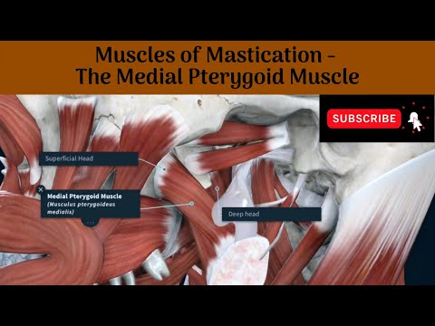 Medial Pterygoid Muscle | Origin | Insertion | Nerve Supply | Actions | Relations