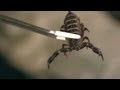 6 Flat Rock Scorpion Facts & Care Tips | Pet ...