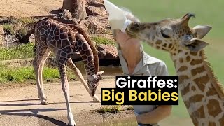 These Giraffes Are Just Big Babies: Best Of Baby Giraffes