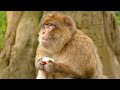 Animals बंदर Monkey Eating Apple