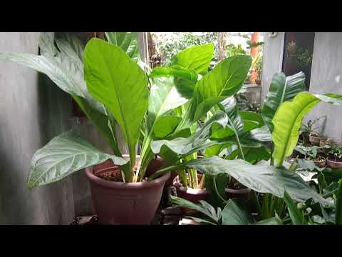 download lagu mp3 mp4 Anthurium Jenmanii Care, download lagu Anthurium Jenmanii Care gratis, unduh video klip Anthurium Jenmanii Care