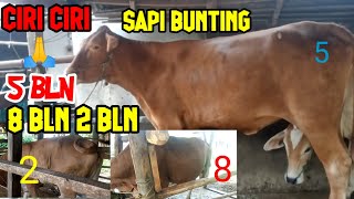 Download lagu CHARACTERISTICS OF A 5-MONTH PREGNANT DORO COW mp3