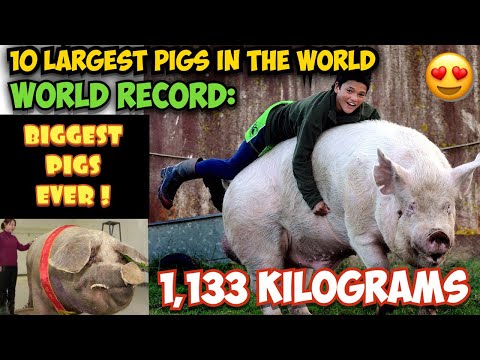 OMG! TOP 10 LARGEST PIGS IN THE WORLD | WORLD RECORD BIGGEST PIGS EVER!!!