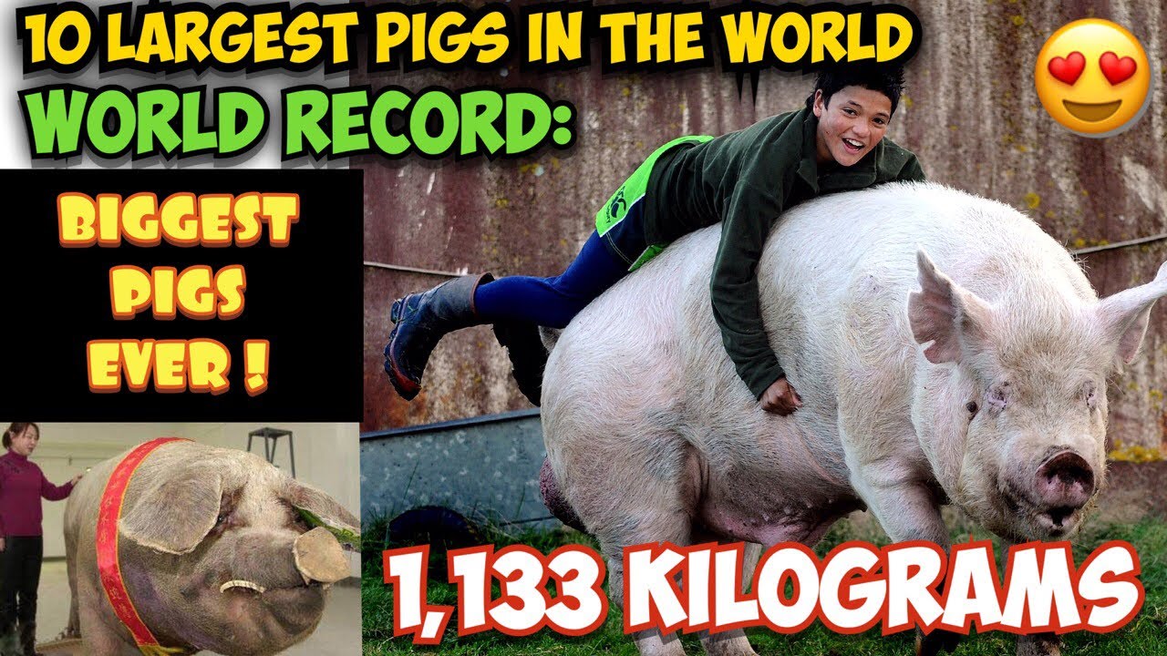 What is the heaviest pig ever recorded? Tipseri
