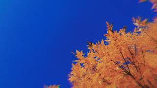 Me Nace Del Corazón letra // Juan Gabriel (En Vivo)