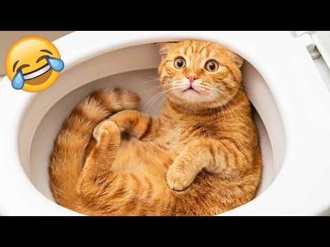 You Laugh You Lose 😅 Funny Cats & Dogs Videos 2026 😹🐶 Part 1