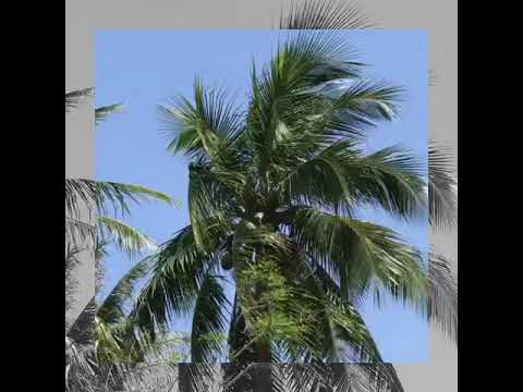 Tha Chana, Coconuts at the Beach, Surat Thani, Thailand