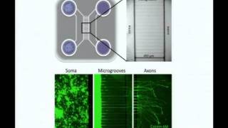 2011 Bay Area Symposium on Viruses: Michel Brahic
