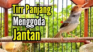 Download lagu PRENJAK BETINA ‼️ Masteran PRENJAK BETINA Ngetir Panjang Istimewa Suara Jernih Menggoda JANTAN ‼️ mp3