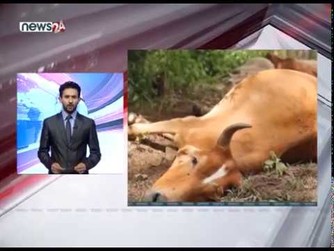 TODAY FATAFAT NEWS - NEWS24 TV