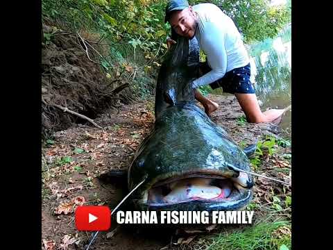 THE BIGGEST CATFISH IN THE WORLD #shortvideo #videoshorts #layar13