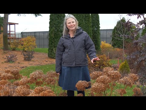 3 Reasons to Prune Your Smooth Hydrangea in Fall