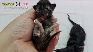 4 mins full of pressure to revive 3 baby newborn kittens from vet