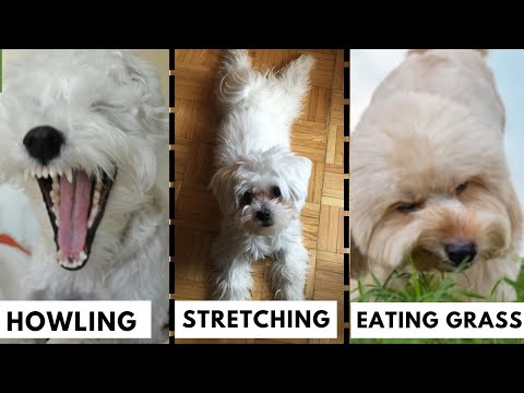 Meaning Behind 20 Weird Maltese Dog Behaviors