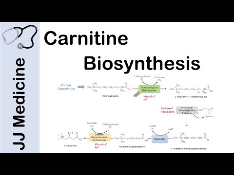 Overview of Glycolysis Basics for Beginners Biochemistry Lesson