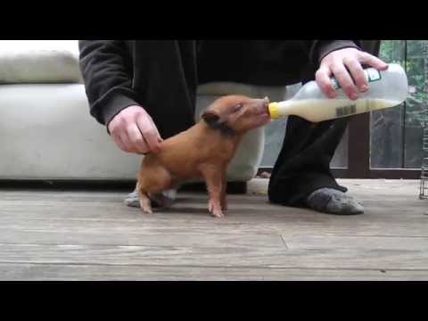 Feeding wild piglets