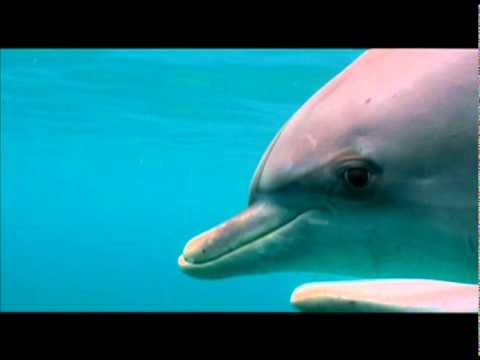 dolphin-dance.org presents: Flippering