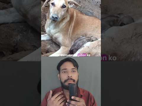 These Poor Puppies Got Trapped in Mud… Then a Man Came to Their Rescue! 🥺🐶❤️ #PuppyRescue #DogRescue