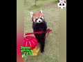 cute red panda #cute #animals #pets #funny #shorts #funnyanimalsvideo #panda