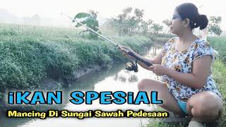 Download lagu Mancing di sungai kecil sawah kampung pedesaan yang indah di temani embun pagi mp3