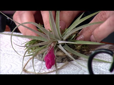 Unusual house plants that you will love in your home