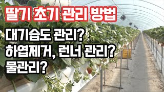 딸기 정식 후 초기 관리 종합법!!! 관주량? 하엽제거? 런너제ᄀ…