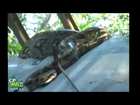 Rescue of the Python | Wildlife | Animals