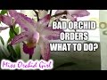 How to deal with a bad orchid order - Casual ...