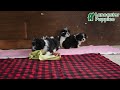 Shih Tzu dogs for sale: Annie - Video 1