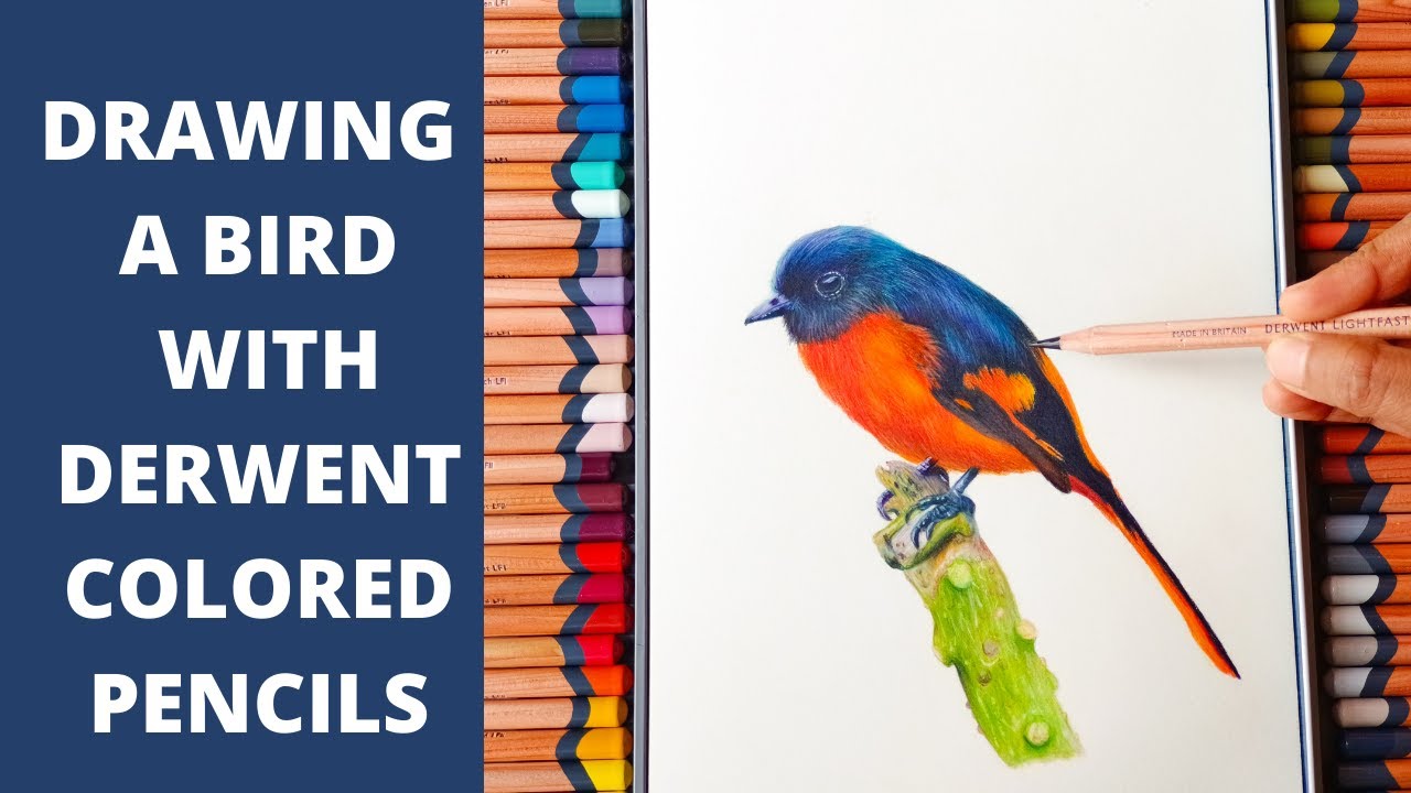 How to draw a realistic bird with  colour pencils | Step by Step Beginners tutorial, timelapse