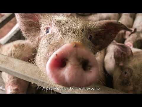 CAFO’s, Tort Law, and Environmental Justice