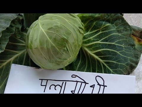 Tulika Cabbage Kalash seeds