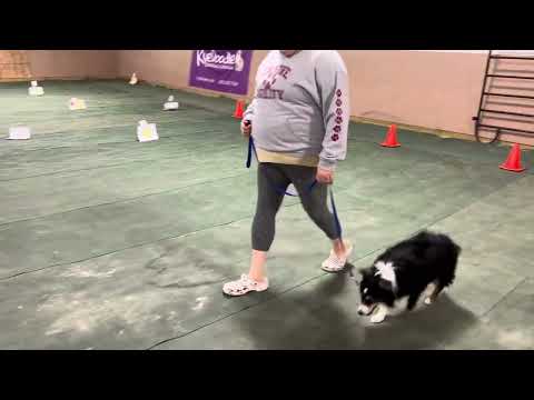 Valhalla’s Ruff Rider “Teddy” | AKC Virtual Rally Intermediate | Course 2 (RIV-2) | 9/28/2023