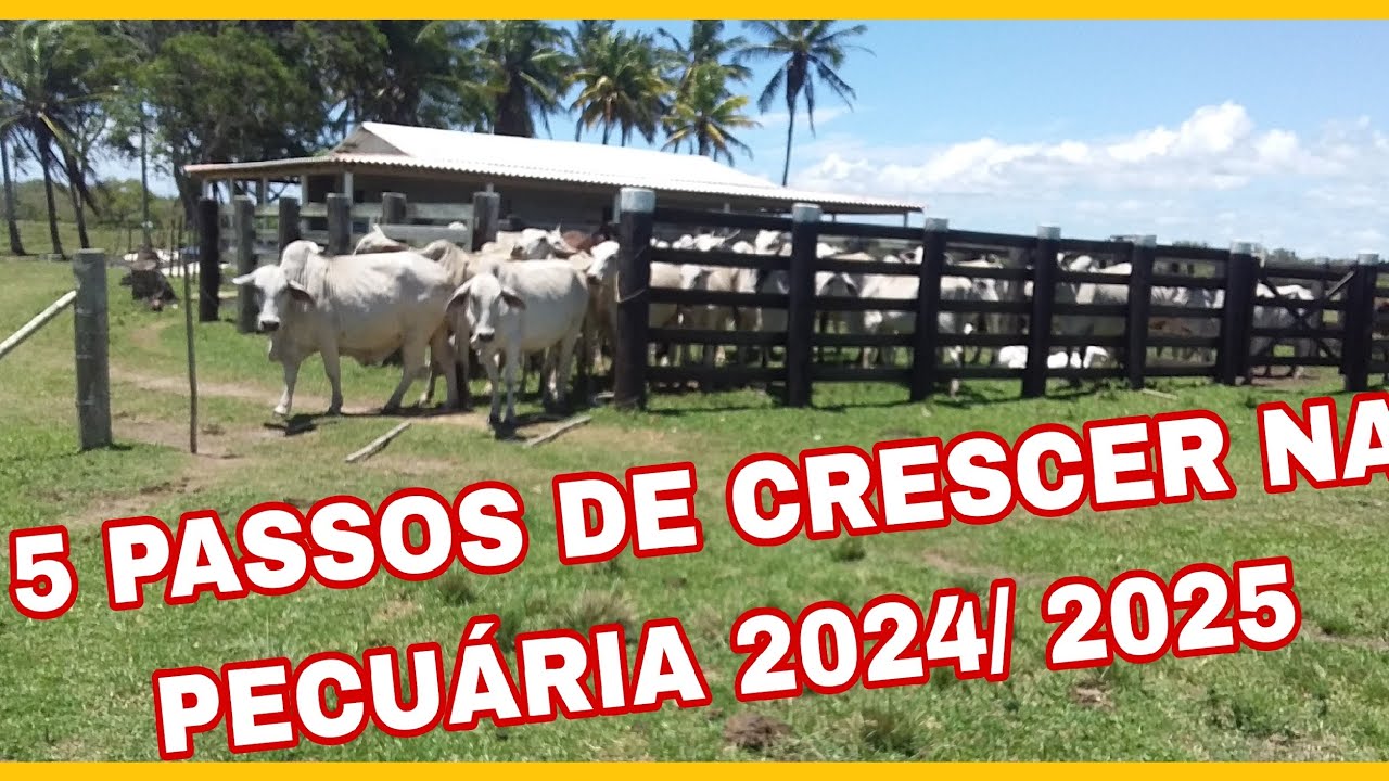 5 PASSOS DE CRESCER NA PECUÁRIA. DICAS ATUALIZADAS!📣📣📣