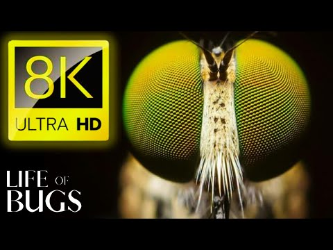 Relaxing Ambient Music And Basic Nuances Of The Insect world in 8k ultra hd- 8k Life Of Bugs