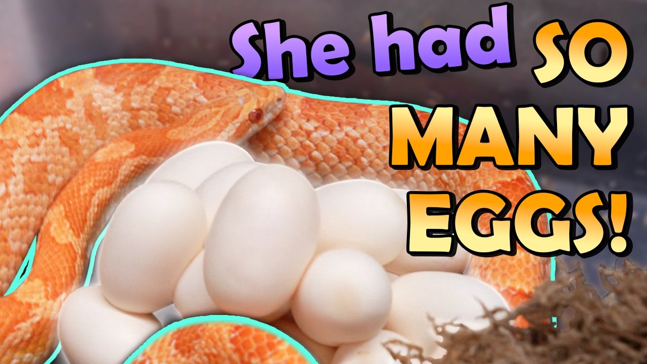 Our Corn Snakes Laid Eggs!!