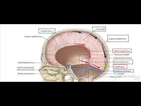 Dural venous sinuses 7
