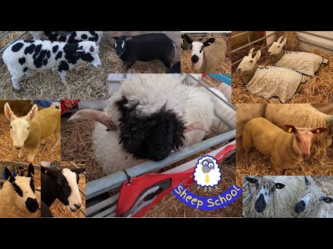 Sheep Show Special - Sheep Farmers Heaven At Balmoral 2023