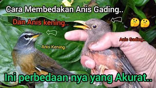 Download lagu How to Differentiate Ivory Anis and Brow Anis..!!🐦🐦🤔🤔2023 mp3 Download lagu How to Differentiate Ivory Anis and Brow Anis..!!🐦🐦🤔🤔2023 mp3