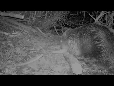 Biber + Buntspecht + Waschbär + Fischotter + Fuchs + Mink - an der Biberburg